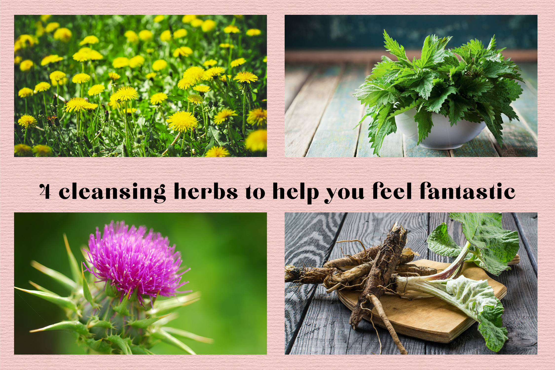 4 cleansing herbs to help you feel fantastic Delicious Living