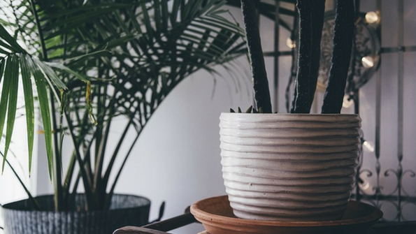 7 indoor plants for better health