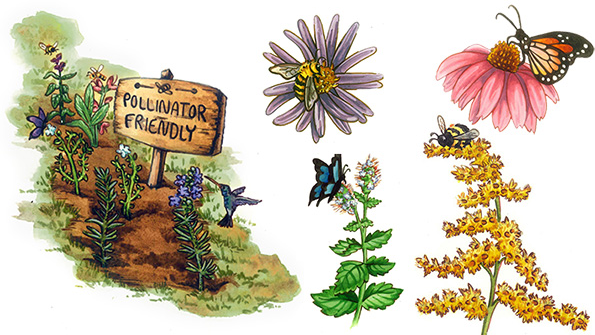 5 pollinator-friendly plants for your garden