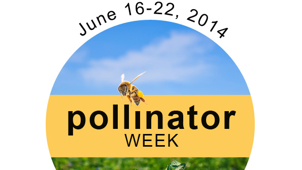 National Pollinator Week: June 16–22, 2014