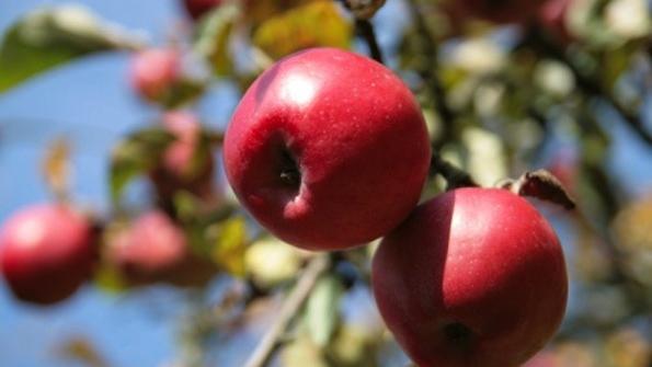 Five Reasons to Eat Organic Apples: Pesticides, Healthy Communities, and You