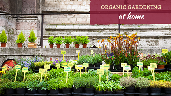 how to start an organic garden