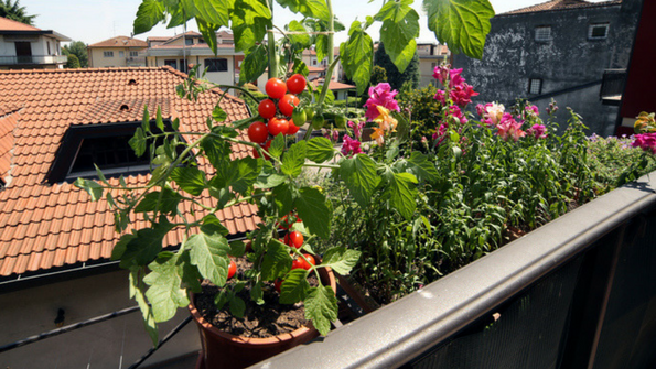 10 Steps To Start An Urban Garden - Delicious Living