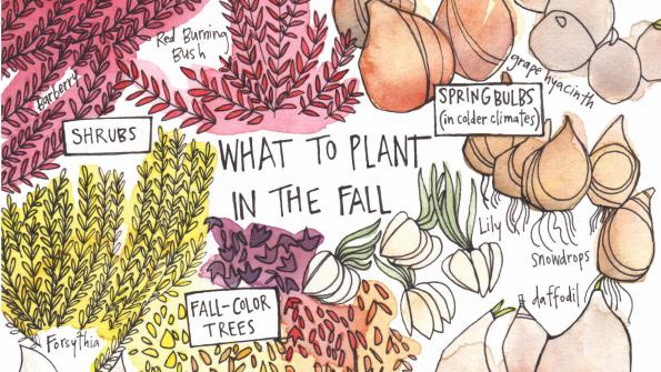 What to plant for fall