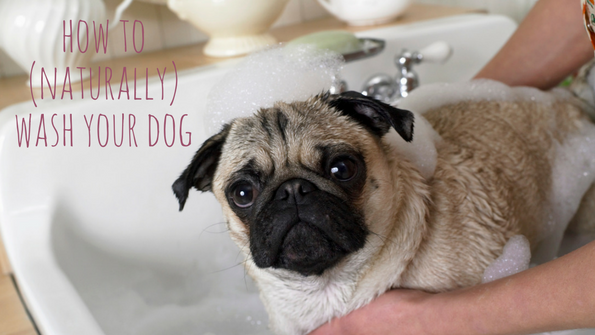 Naturally wash your dog